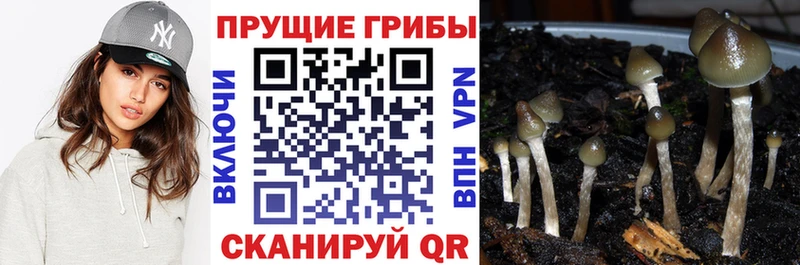 Галлюциногенные грибы Cubensis Бобров